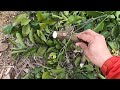 石垣の段々畑で、枝を処理する processing pruned mikan branches in the terraced fields of dry stone walling