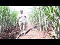 no.1 sugarcane grower in the world and proud of india mr.sanjeev mane per acre 168 tons