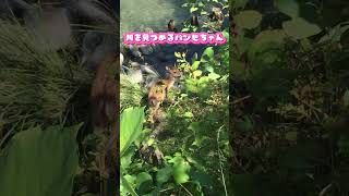 川をみつめるバンビちゃん🦌😃👀#Shorts【野生のシカ動画】