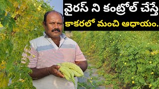 Kakara Sagu|Bitter Gourd Cultivation|Kakara Cultivation|Bitter Gourd Farming.