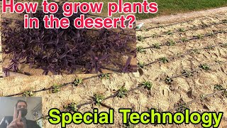 Plantation in the Desert|How to grow plants in sand?Desert Plantation|Evergreen Dubai|Plantation