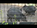 元気だった頃のミイちゃん【‎2024年‎】【未公開編】【上野動物園】クビワペッカリー