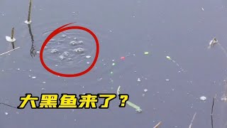 七星漂钓芦苇荡，大黑鱼进窝了吧