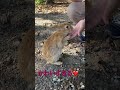 反則的な可愛さ❤️ shorts うさぎ島 大久野島 大久野島のうさぎさん うさぎ ウサギ rabbit もぐもぐタイム 可愛いうさぎ きゅんです きゅん 癒し えさやり