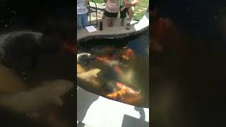 Feeding Large Koi! 😲🥰 ZNA Potomac Koi Club #koipond