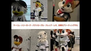 マーくん・ハリーホーク・バファローブル・フレップ・レオ、会場をグリーティングする