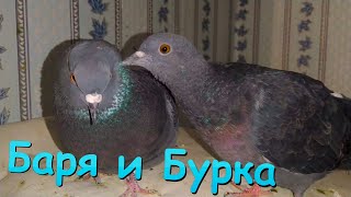 Голубь Баря ухаживает за голубкой Буркой