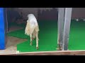 わんわん動物園 ボルゾイのプラネットくん