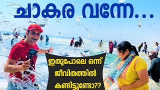 ജീവിതത്തിൽ കണ്ടിട്ടുണ്ടോ ഇതുപോലെ ഒരു ചാകര  DID YOU SEE SHOAL OF FISH (CHAAKARA) IN YOUR LIFE