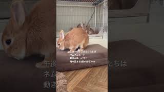 子うさぎ 午後一は眠過ぎて動きがゆっくり #癒し  #うさぎ多頭飼い  #子うさぎ #rabbit #かわいい  #ふわもこ部 #animalshorts