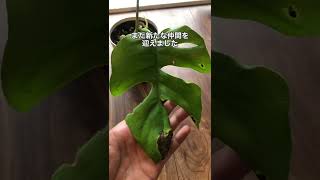 【植物屋の見習い】ヒメモンステラ成長日記1日目#shorts #成長記録 #ヒメモンステラ#植物