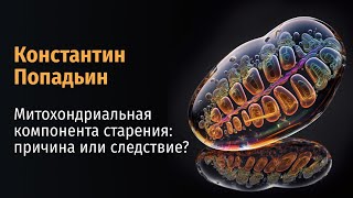 Константин Попадьин: Митохондриальная компонента старения: причина или следствие?