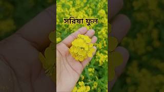 সরিষা ফুল Fields of Gold: Mustard Flowers in Full Bloom #nature #flowers #trending #shorts #video