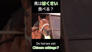 馬ははくさい食べる？　Do houses eat Chinise cabbage?