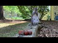 hazel the squirrel eats a hazelnut 2019 04 18