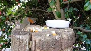 Front garden birds Blackbird, Robins, Dunnock