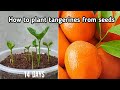 How to plant tangerines from seeds growing fast || Grow Orange Seeds Fast and Easy way