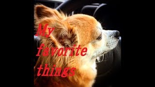 チワワのぽっち My favorite things Chihuahua no pocchi