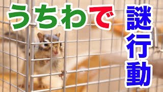 うちわを使った結果謎の動きをするシマリスまめた/Squirrel dancing funny !!