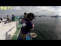 【アジ釣り】今が旬 東京湾金谷の黄金アジが巨大すぎた 思う存分釣って食を堪能する 【光進丸】【釣りガール】【ブランドアジ】