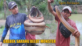 SARANG BELUT MONSTER YANG BELUM PERNAH DIPANCING ORANG