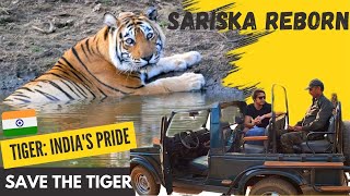 Sariska Reborn: An Untold Story |From 0 to 27 Tigers | Queen Of Sariska | Battle To Save The Tiger |