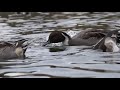 あぶくま親水公園のカモの水潜り