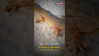 ઘરમાં ગરોળી જોવી શુભ કે અશુભ? | Dharma | Samudra Sashtra | News18 | #shorts