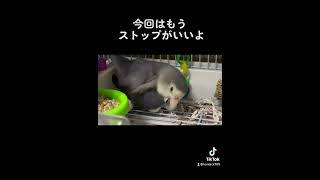 これでストップして#コザクラインコ #プリンちゃん #産卵