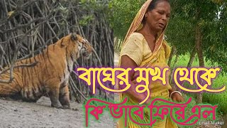 দুবলার চরের মানুষখেকো বাঘ  / সুন্দরবনের রয়েল বেঙ্গল টাইগার||