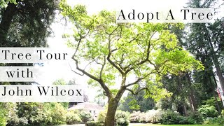 Tree Tour with John Wilcox - Episode 1: The Empress Tree (Lakewold Gardens Adopt A Tree)