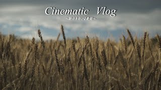 朝日を浴びる麦畑 Cinematic Vlog by SONY α7ⅲ【4K】