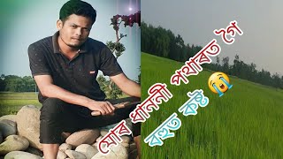 আমাৰ গাওঁৰ খেতি পথাৰ নষ্ট হল😭@#sisangajonofficial