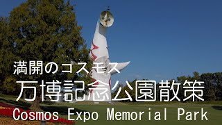 満開のコスモス  万博記念公園散策 2020  Cosmos Expo Memorial Park in full bloom 2020 Suita City, Osaka Japan