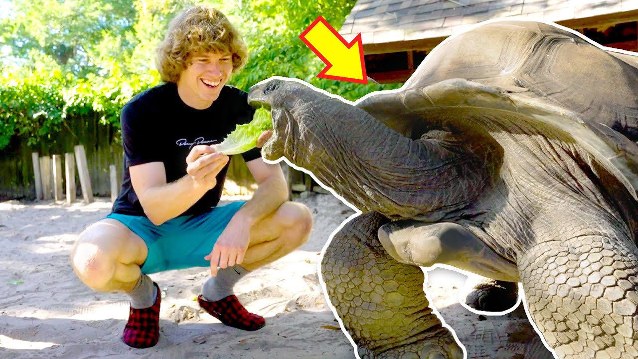This Turtle Cost $40,000!