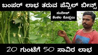 ಬಂಪರ್ ಲಾಭ ತರುವ ಪೆನ್ಸಿಲ್ ಬೀನ್ಸ್. PENCIL BEANS FARMING IN KANNADA. #PENCILBEANS #FARMIGNINKANNADA