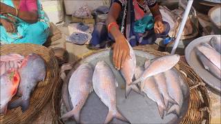 ilis II hilsa in gujrat||fish market|| bharuch|| dandia bazar