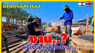 ทำงานอิสราเอล | เกษตรอิสราเอล EP11 #แรงงานไทยในอิสราเอล #คนไทยในอิสราเอล #เกษตรอิสราเอล