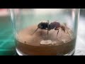 100 subs unboxing my dream ants