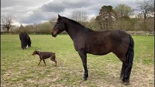 New Field for the Horses at LGS