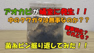 【緊急事態？】蛹室にアオカビが発生した外国産オオクワガタの菌糸ビンを掘り返してみた結果、、、【カブトムシ・クワガタ】