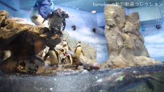 20131205【ペンギンストーリー@新江ノ島水族館】