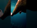 capybara meets octopus while swimming in the sea capybara animals