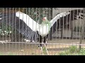 美しいヘビクイワシ♥ beautiful secretary bird🐍【cute animal videos】【上野動物園】