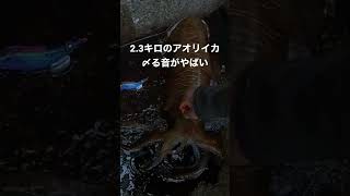 2.3キロアオリイカ〆る音がやばい#shorts