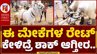 Fighter Sheep Price : ಈ ಮೇಕೆಗಳ ರೇಟ್​ ಕೇಳಿದ್ರೆ ಶಾಕ್​ ಆಗ್ತೀರ.. | Chamarajpet Ground |@newsfirstkannada