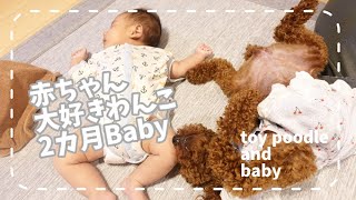 【子守犬】生後2ヶ月の赤ちゃんから離れない?!見守るトイプードル