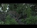 highlights langa leopardess eating 23rd march 2023