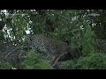 highlights langa leopardess eating 23rd march 2023