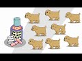 roundworms of dogs and cats plain and simple